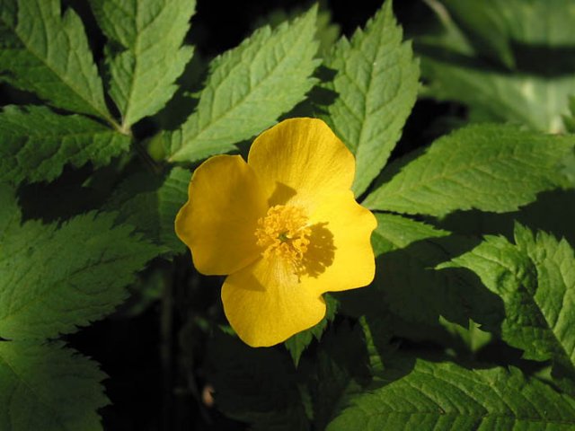 ��ſ� �ð� �Ǽ���