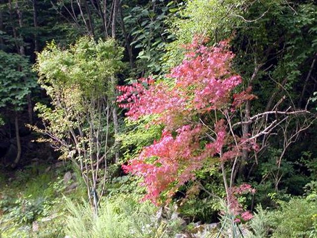 ��ſ� �ð� �Ǽ���