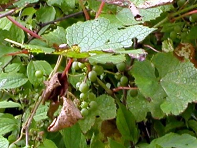 ��ſ� �ð� �Ǽ���